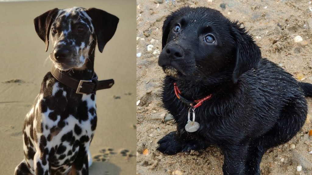 Marshall, Django, dálmata tricolor, labrador