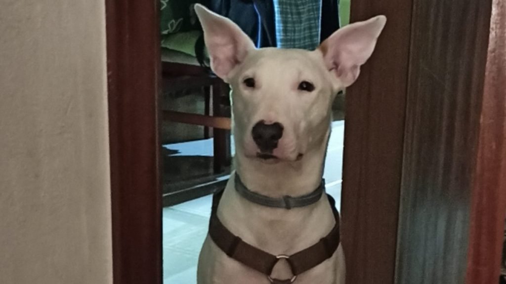 Atenea, Bull Terrier, Podenco Mix