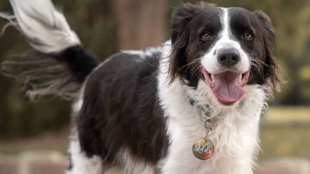 Oddy, perro adoptado