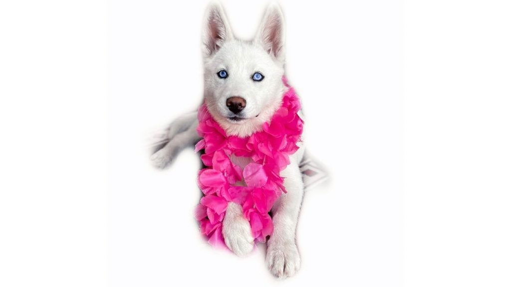 Akila, Husky Siberiano blanco