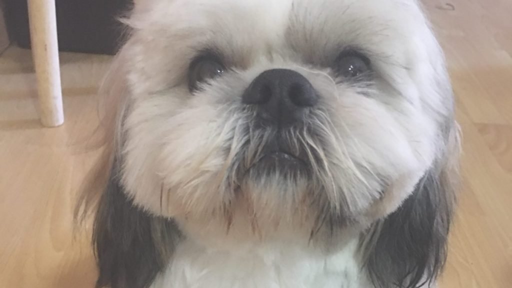 Bhumi, Shih Tzu