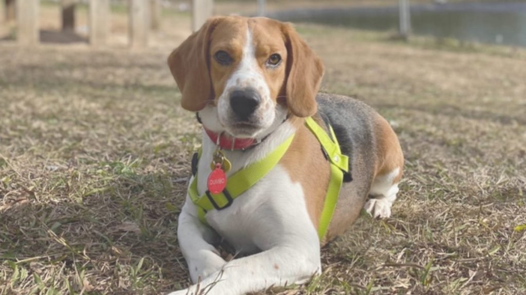 Dumbo, Beagle, adoptado