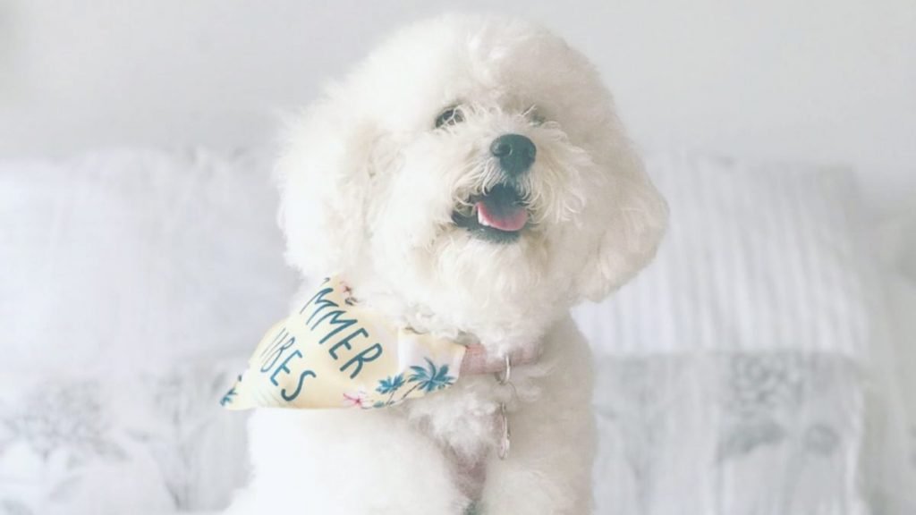 Luna, Poodle, Caniche
