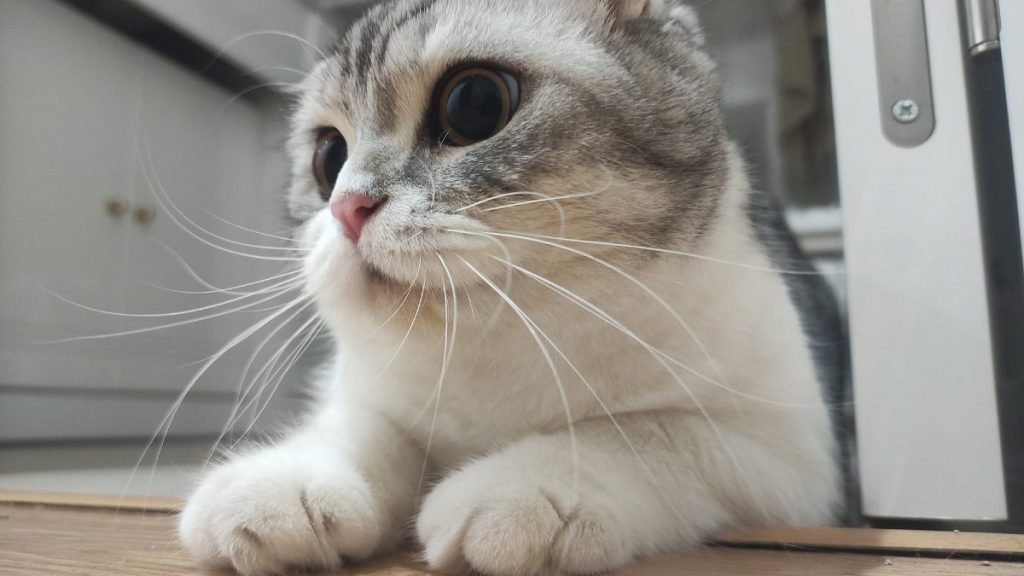 Sorbi, Scottish Fold