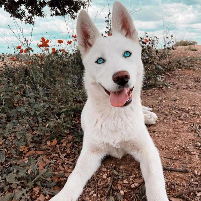 Akila, Husky Siberiano blanco