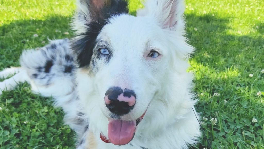 Border Collie Merle