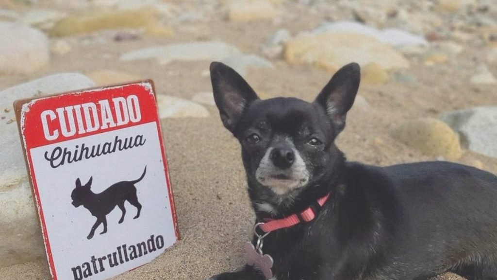 Celine, Chihuahua