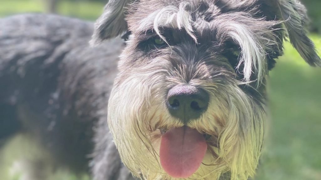 Coco, Schnauzer Mini