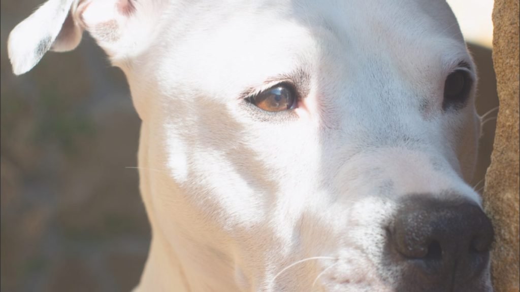 Dasha, American Staffordshire Terrier