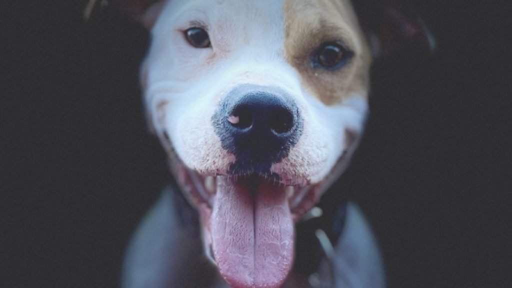 Gordon, perro adoptado