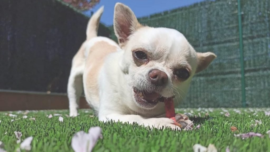 Iker, Chihuahua