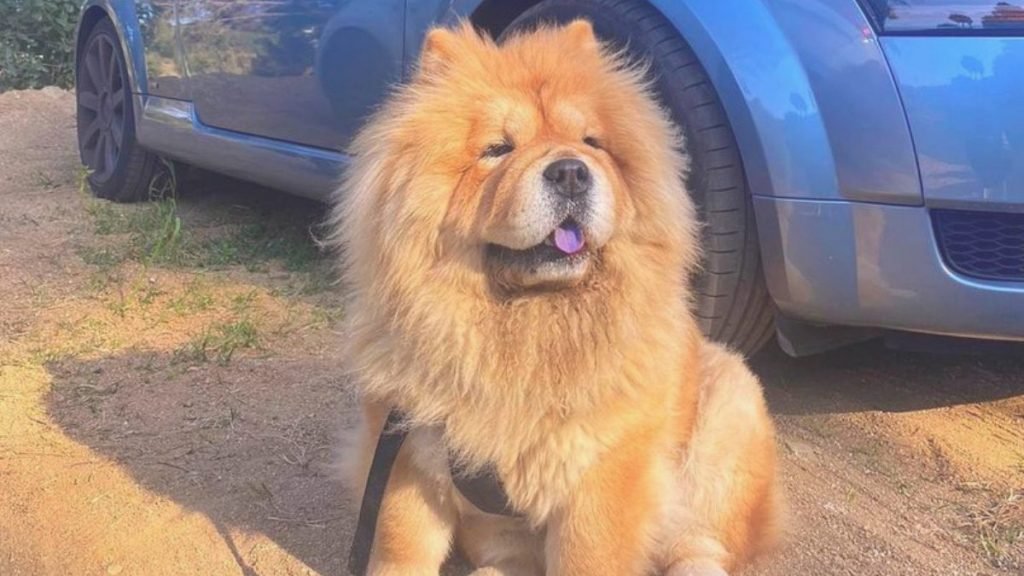 Zara, Chow Chow