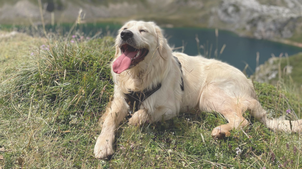 cooper, golden, retriever