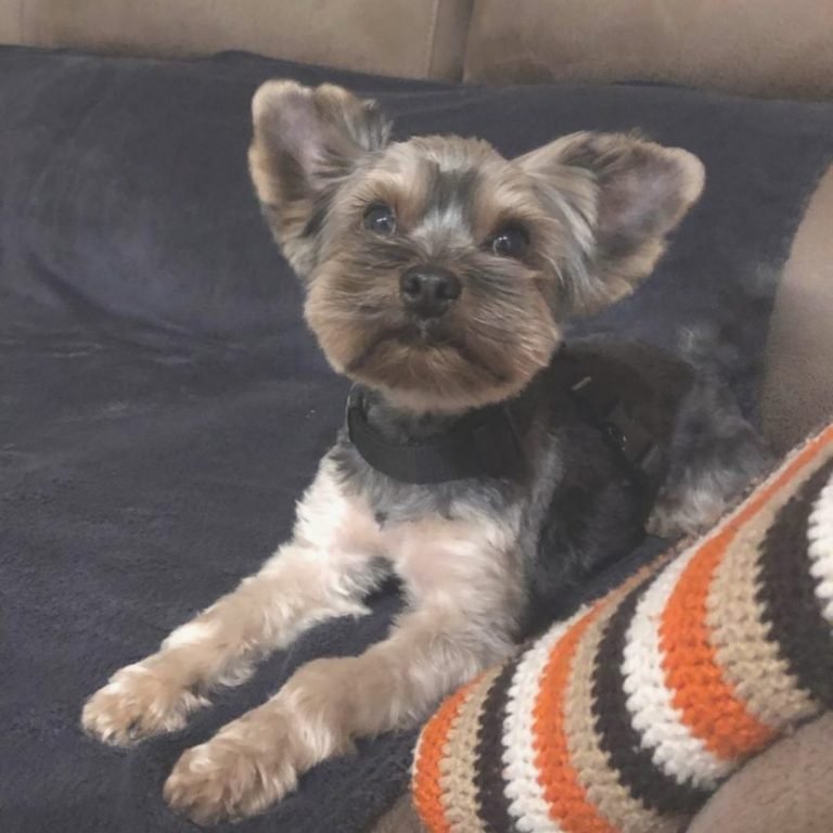 Balú, Yorkshire Toy