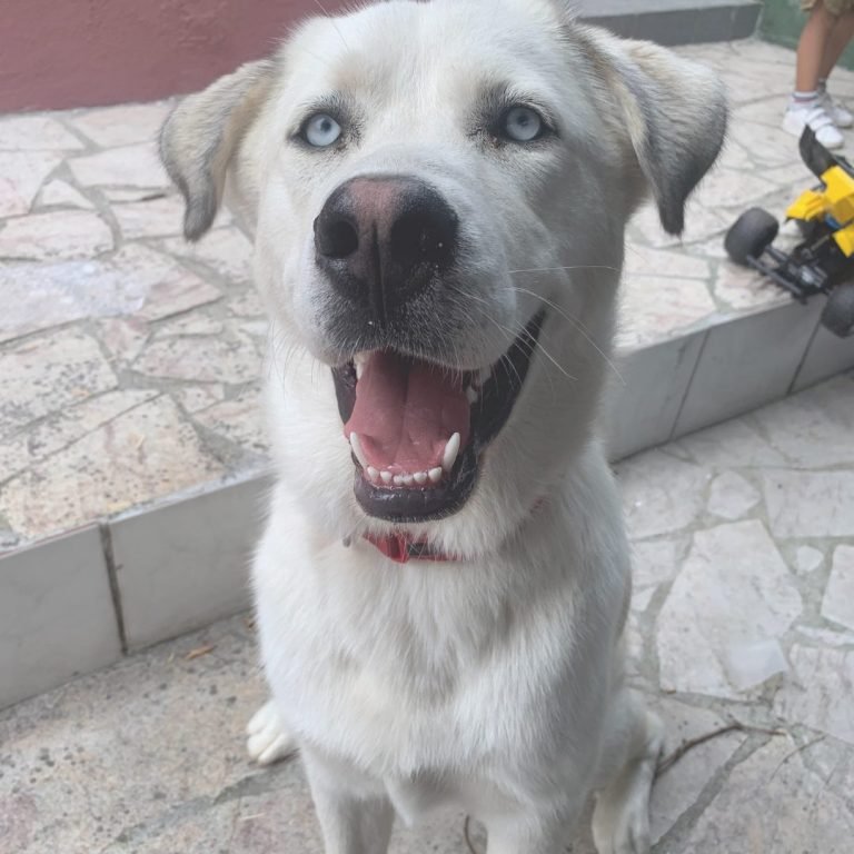 Tira, Husky Siberiano, Mastín