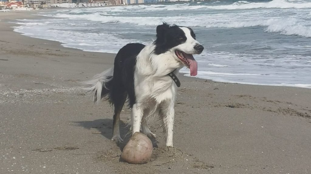 bruno, border, collie