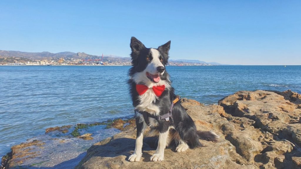 drago, border, collie