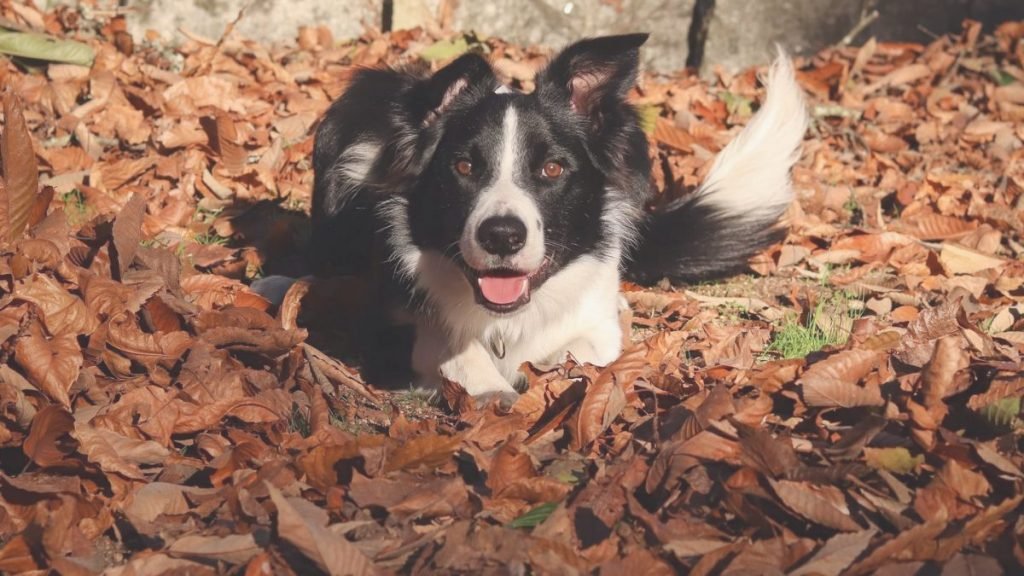 neo, border, collie