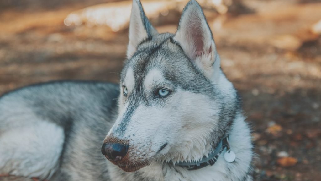 togo, husky, siberiano
