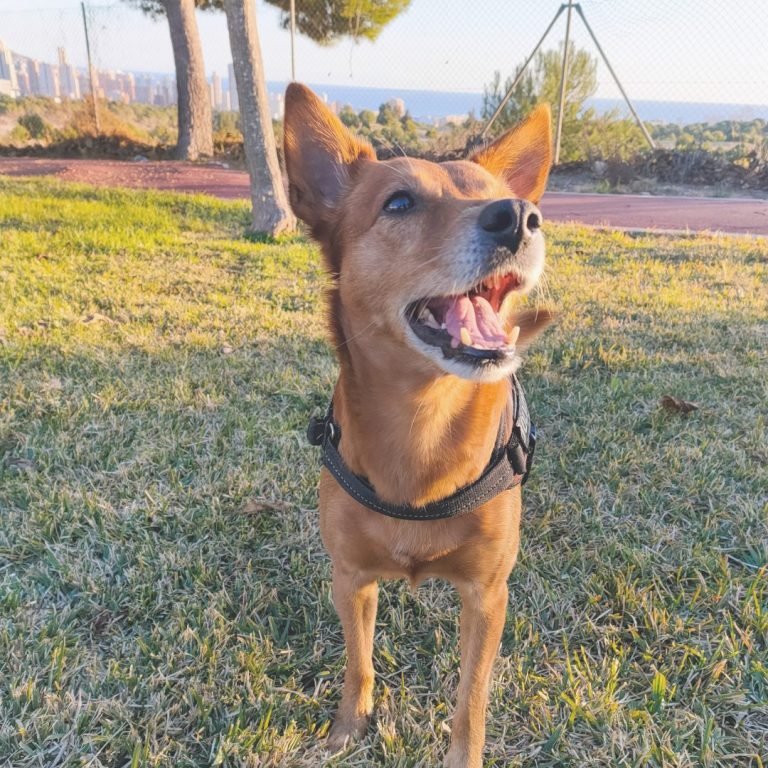 mani, simba, perro, gato, adoptados