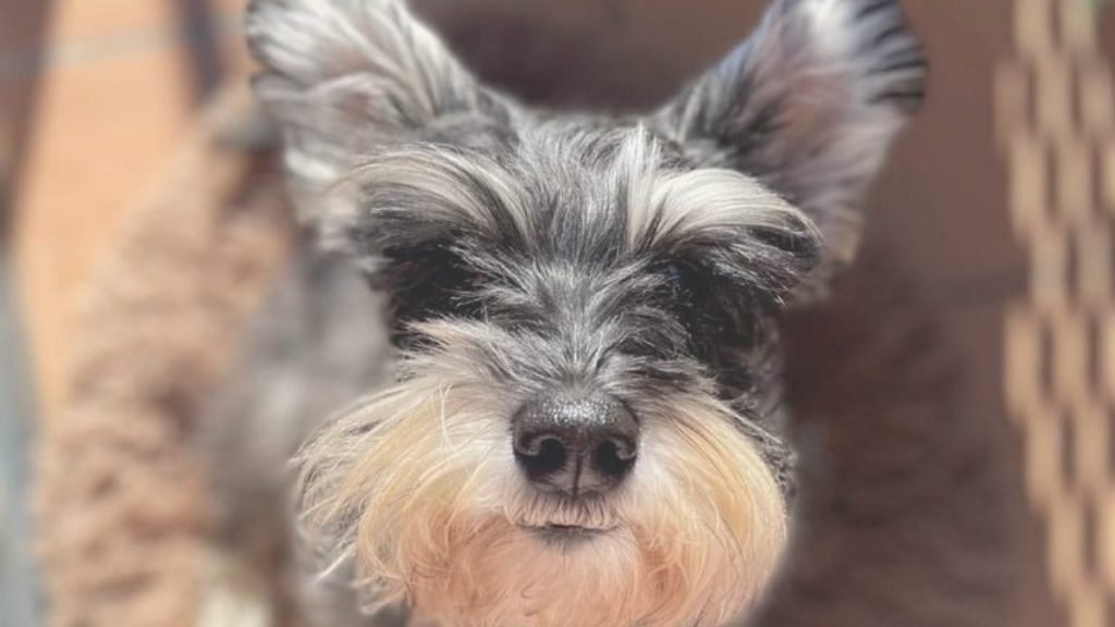 lali, schnauzer