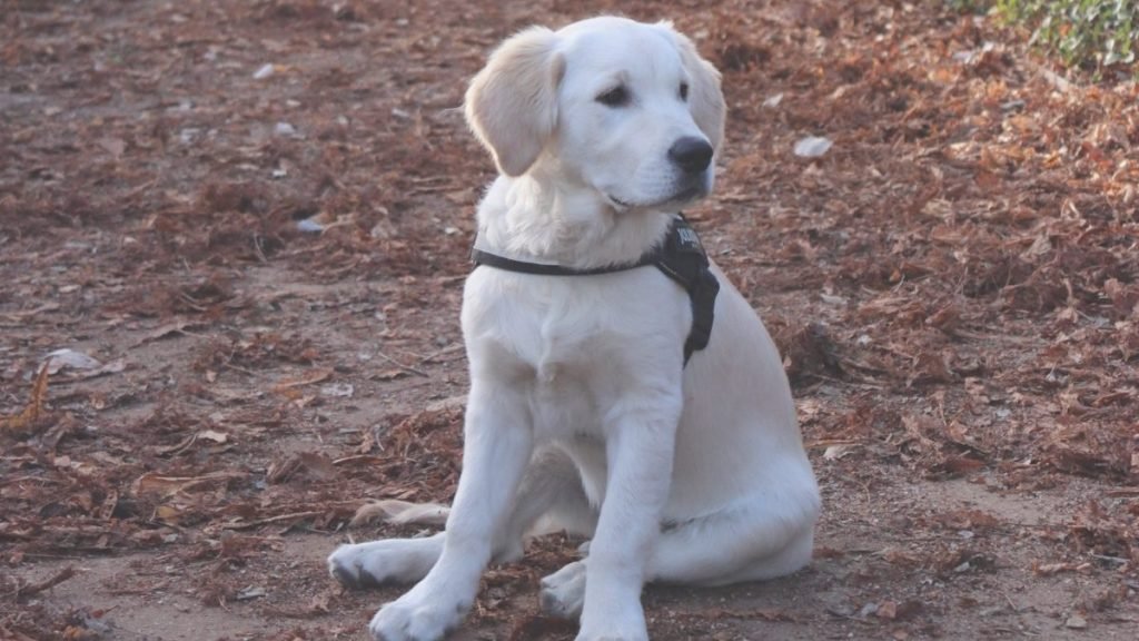 sam, golden, retriever