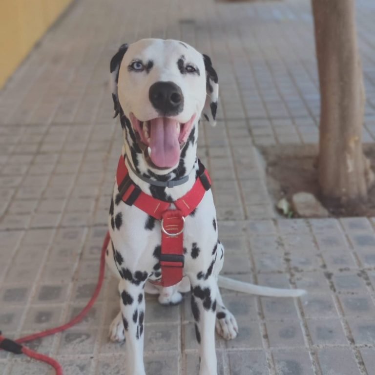 galo, dálmata