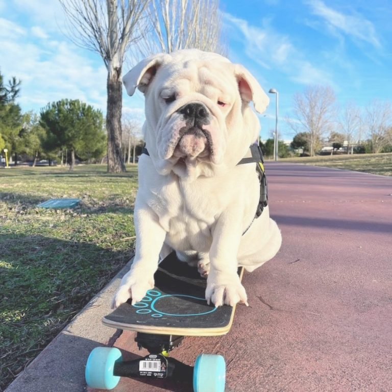 white, valentino, bulldog, inglés