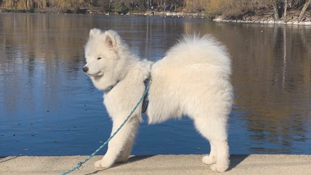 Albus, Samoyedo