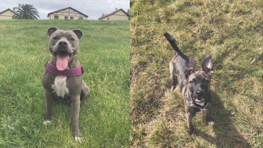 Kiara, Kayla, Xena
