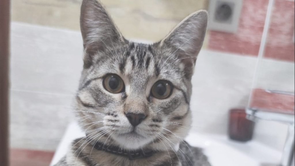 Lola, gatita, Europea, Común