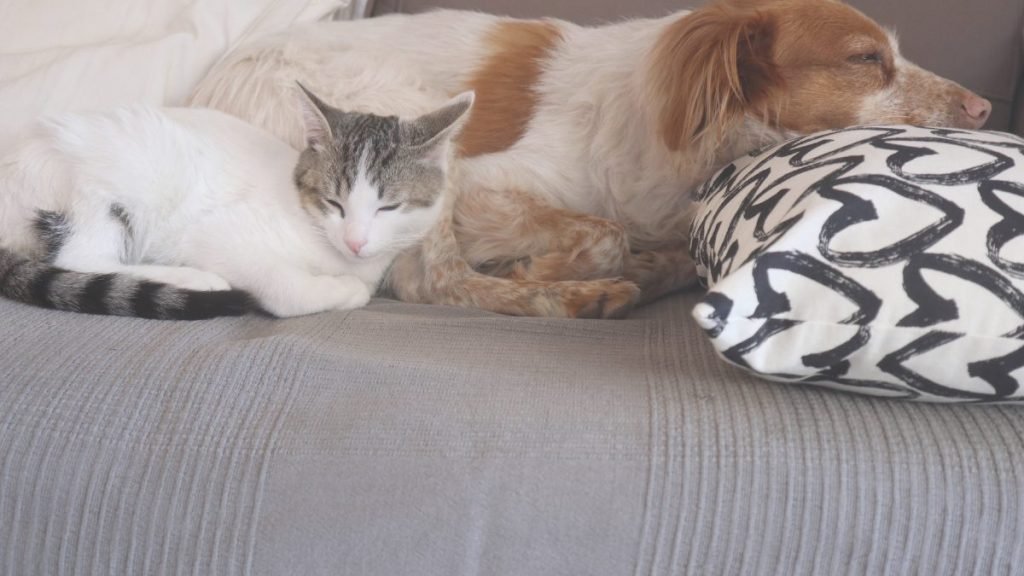 Neu, Marruchino, Spaniel, Bretón, gato