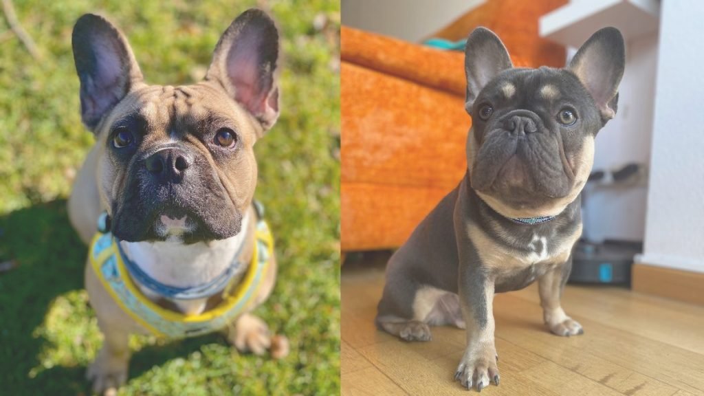 Stella, Brolly, Bulldog, Francés, Fawn