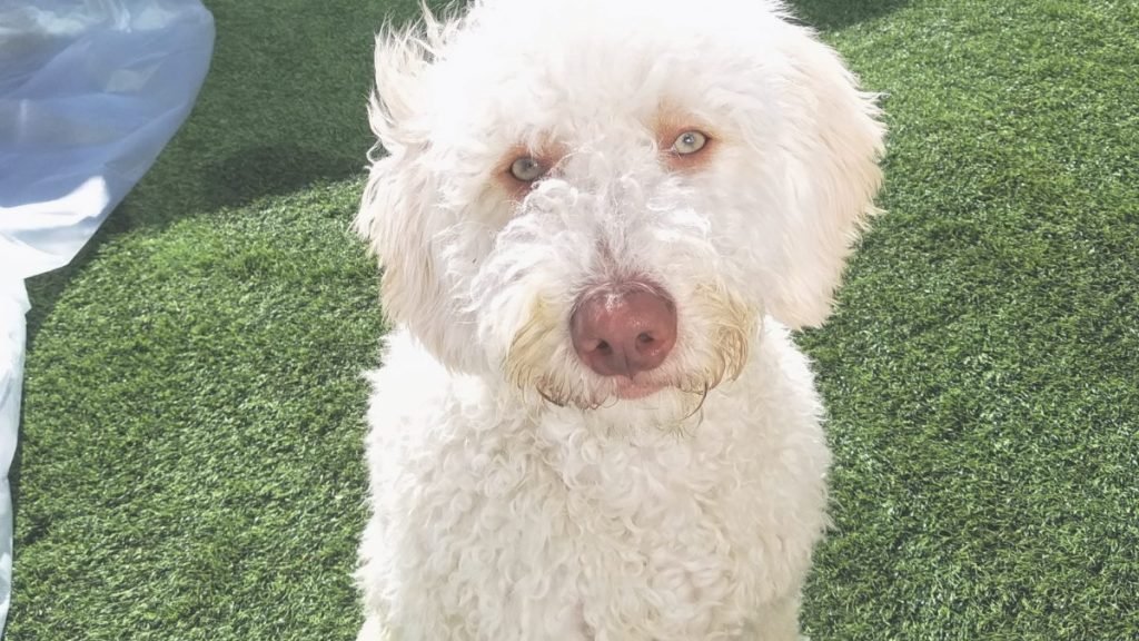 Yuri, Perro, de, Agua, Español