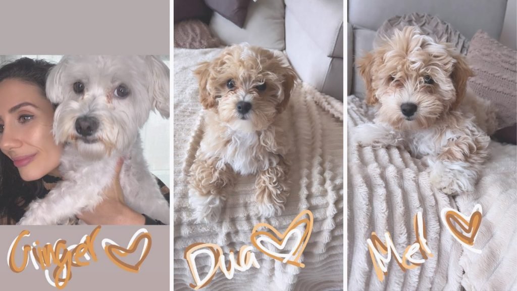 ginger, dua, mel, bichón, maltés