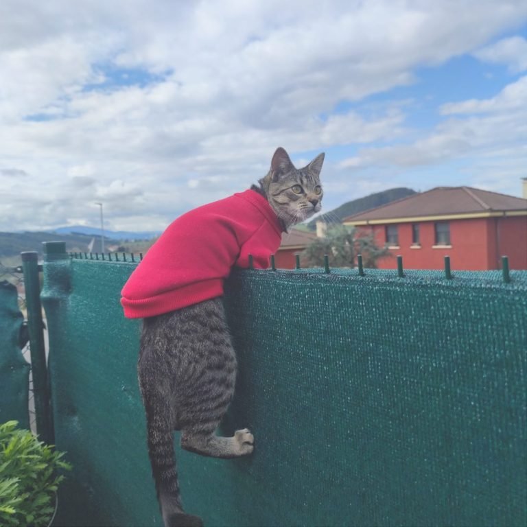Lola, gatita, Europea, Común