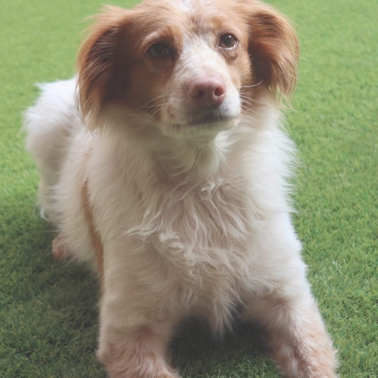 Neu, Marruchino, Spaniel, Bretón, gato