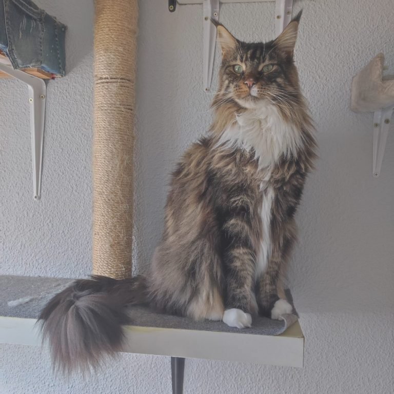 Odín, Maine, Coon