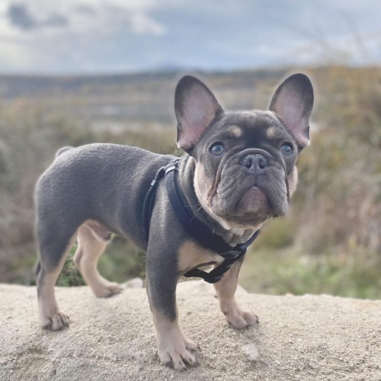 Stella, Brolly, Bulldog, Francés, Fawn