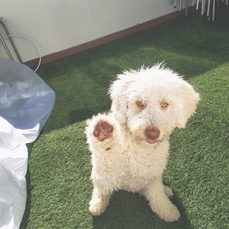 Yuri, Perro, de, Agua, Español