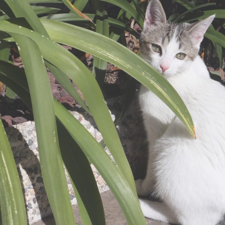 Neu, Marruchino, Spaniel, Bretón, gato