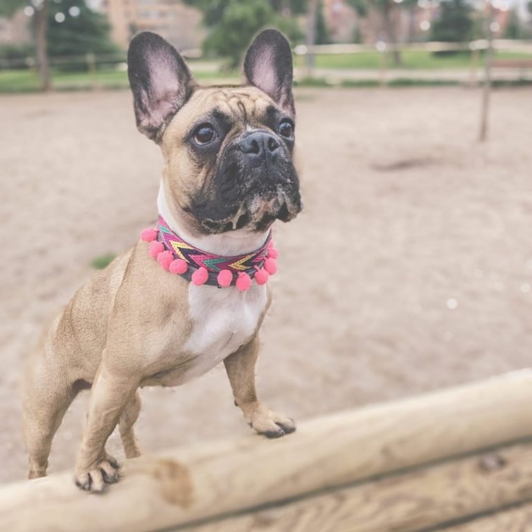 Stella, Brolly, Bulldog, Francés, Fawn