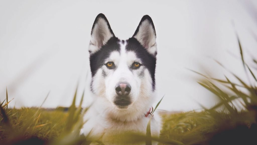 Gancho, Husky, Siberiano