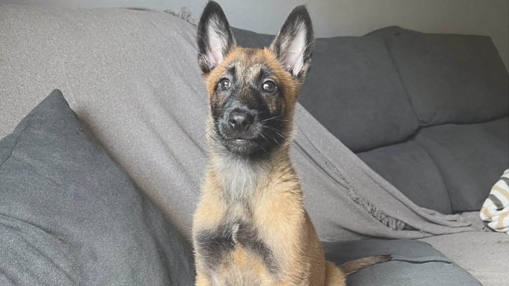 pastor, belga, malinois