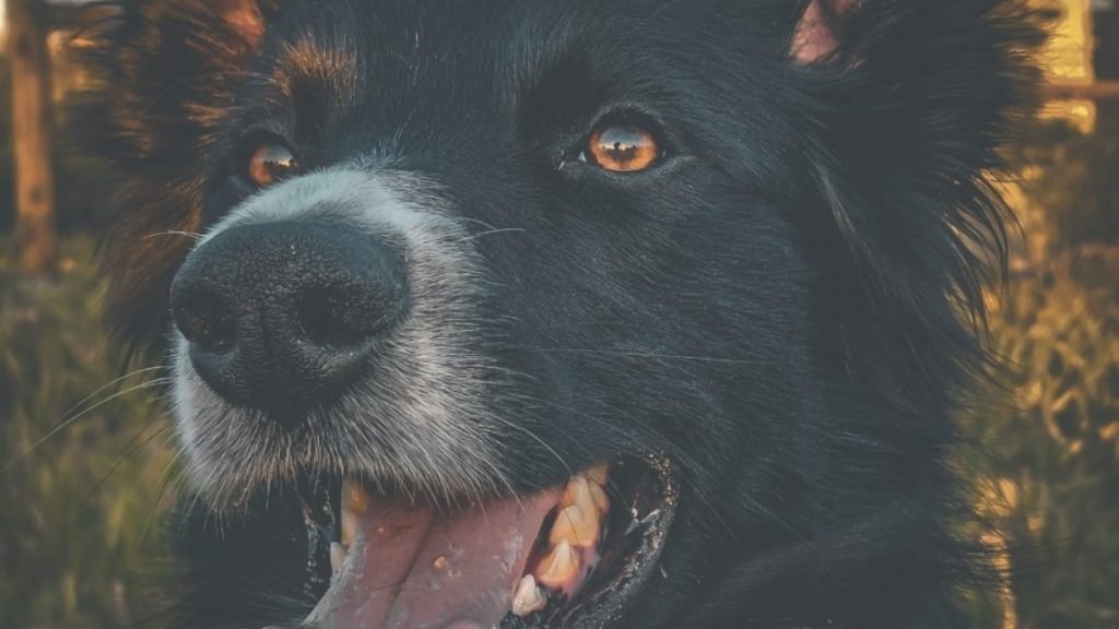 border, collie