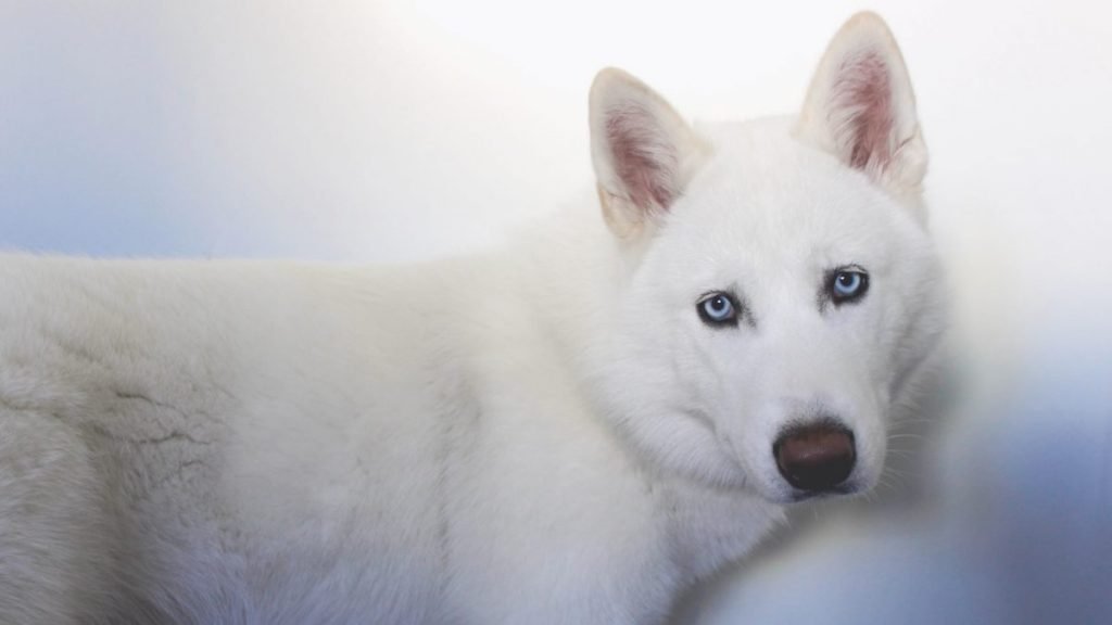 Valya, Husky, Siberiano