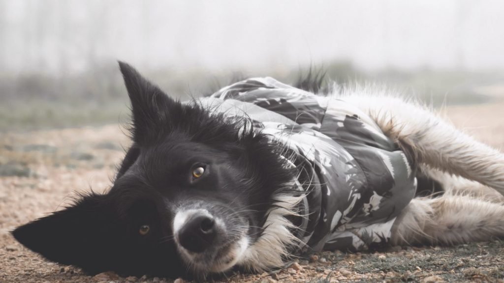 border, collie