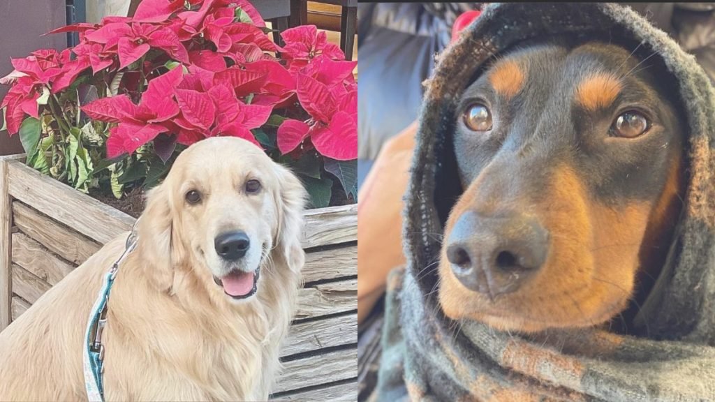 golden, dachshund