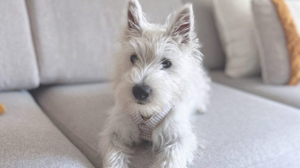 west, highland, white, terrier