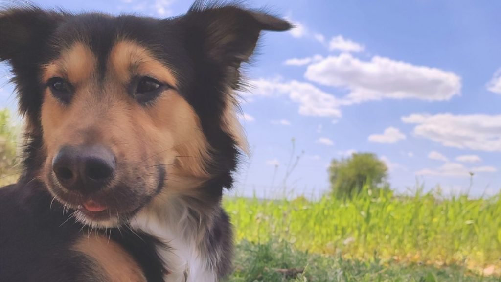 Axel, mix, border, collie, pastor, ovejero